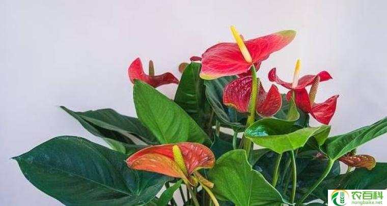红掌花为啥不吉利（迷信中的禁忌与传说）