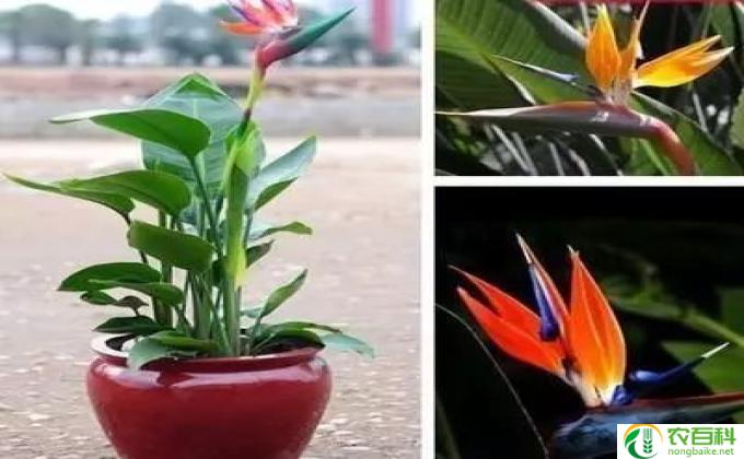 天堂鸟绿植怎么养(天堂鸟绿植护理指南)