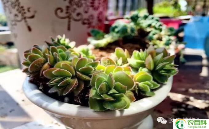 麒麟植物怎么浇水(麒麟植物浇水技巧）