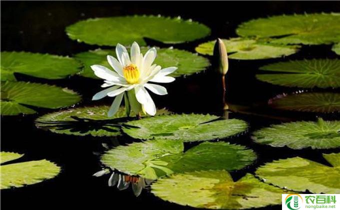 睡莲怎么繁殖(如何繁殖睡莲)