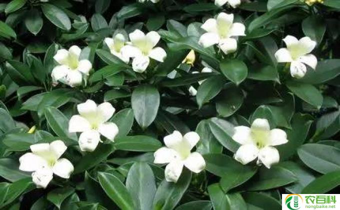 法国茉莉怎么养(茉莉花护理指南）