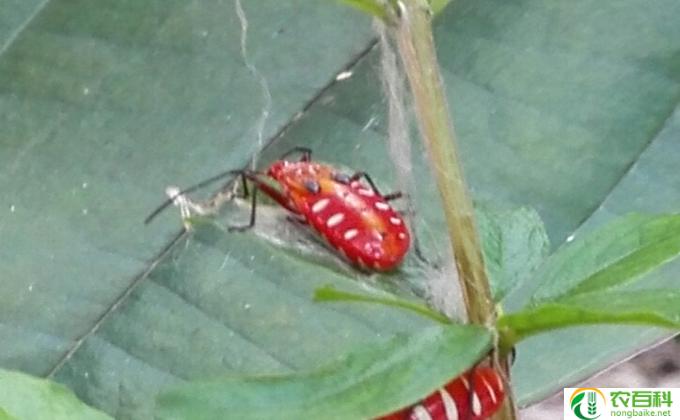 臭花虫怎么消除(消灭臭花虫)