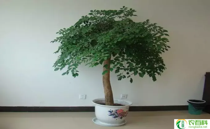 幸福树怎么修剪图片(修剪幸福树：简单又美观）