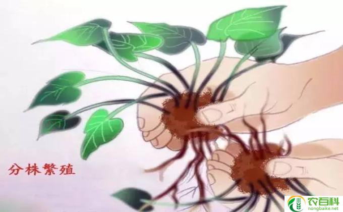 食人花怎么繁殖(食人花繁殖秘诀）