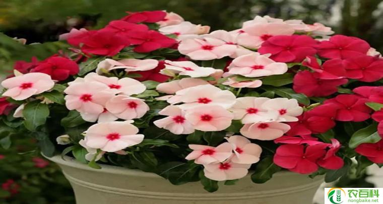 鲜花怎么放时间长一点（保鲜技巧）
