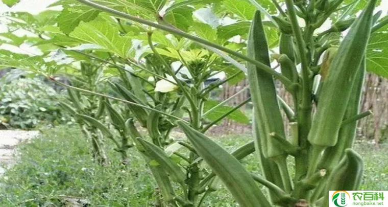 秋葵种子种植方法（从选种到收获的全程指南）