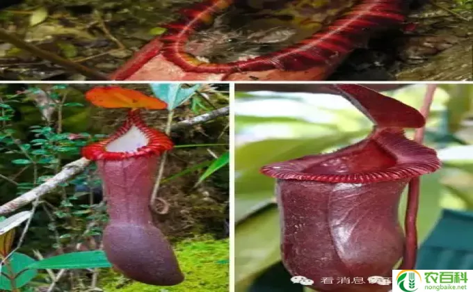 猪笼草的种子怎么种(如何种植猪笼草种子）