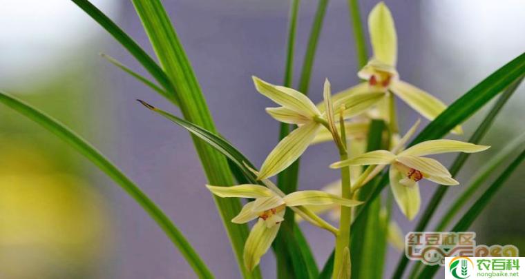 红色千代兰(革命的象征)-农百科