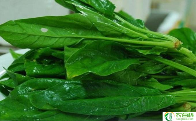 种菠菜怎么浸种(浸种菠菜的方法）