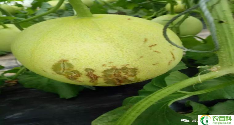 甜瓜的病害图片和治疗 及防治（了解病害的特征与防治方法）
