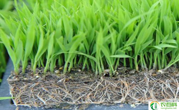 谷怎么育苗(如何培育谷物幼苗）