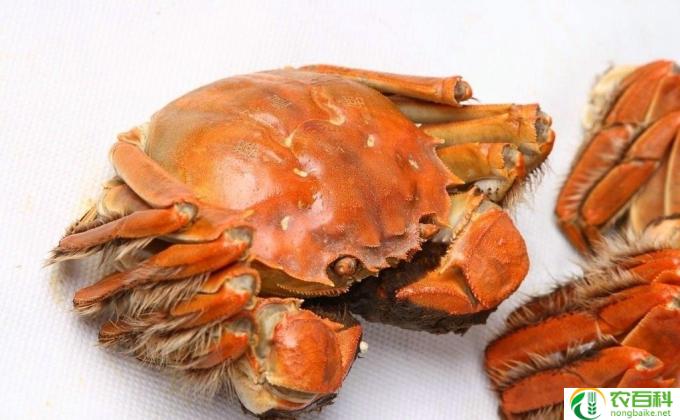 螃蟹不能与什么水果同吃