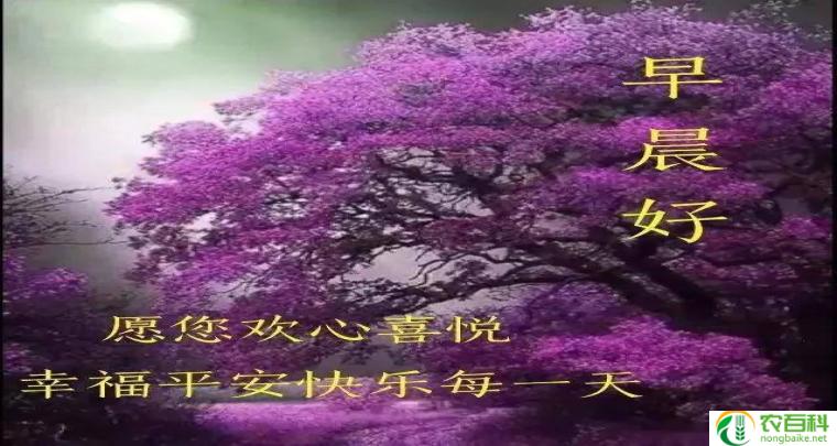 花开荼蘼,芳华不尽的意思（追逐梦想的坚持）