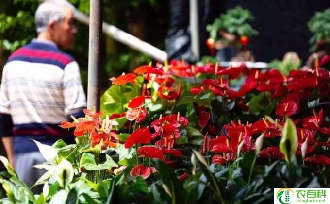芙蓉葵怎么食用(花草美食，怀旧又养颜）