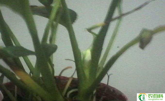 芦荟怎么感觉发黄(芦荟迟暮初秋)