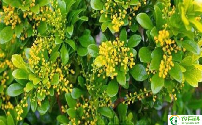 花卉米兰怎么养殖(如何养殖花卉米兰）