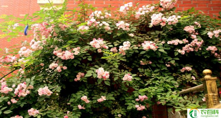 蔷薇是什么时候开的花(迷人的花期)
