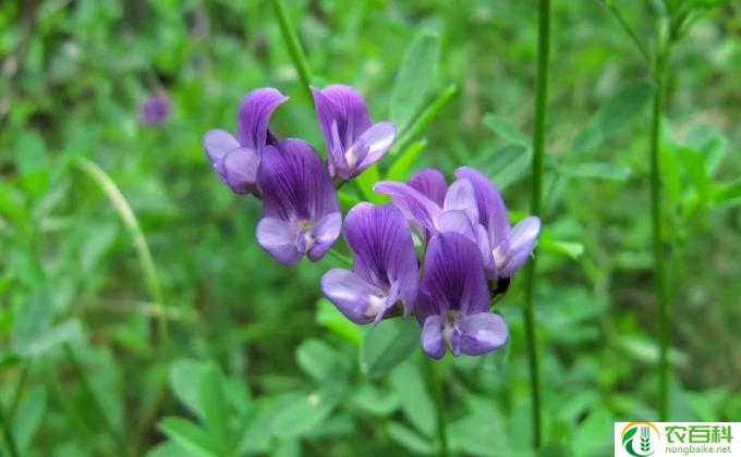花籽怎么种植方法(如何种植花籽）