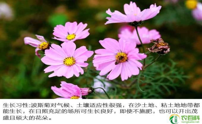 波斯菊怎么收种子(波斯菊种子收集方法简述）