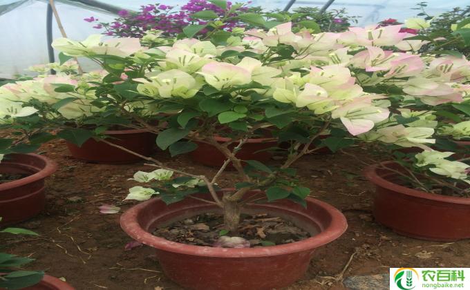 盆栽樱花怎么选(盆栽樱花选择攻略）