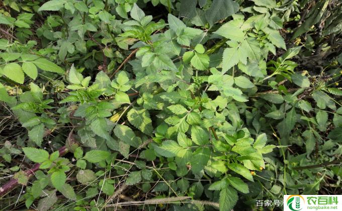 榆木花怎么吃(如何食用榆木花）