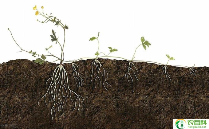 松针土怎么用（使用方法和注意事项）