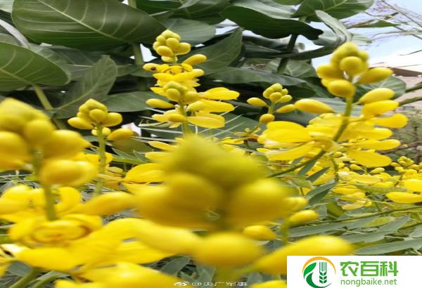 扫帚苗又叫什么菜（了解一下这个独特的蔬菜）