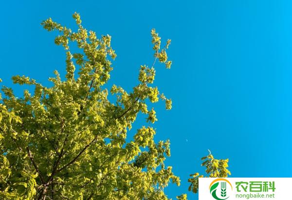 南天竹植物图片(美丽的绿色世界)