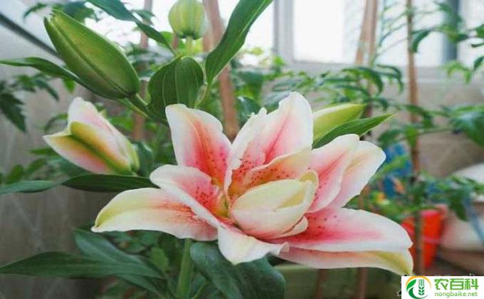百合怎么养时间长(百合苗怎样种植长得更好）