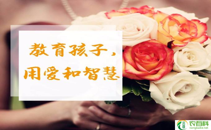 玫瑰怎么长得好(培养良好的习性，让玫瑰花茂盛怒放）