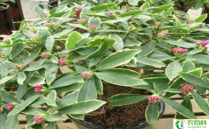 瑞香花怎么养殖(瑞香养护技巧）