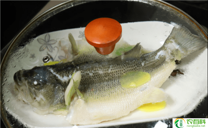 什么鱼肉好(什么鱼肉好）