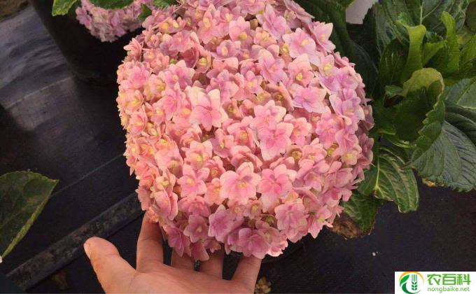 绣球怎么养活(如何养护绣球花）