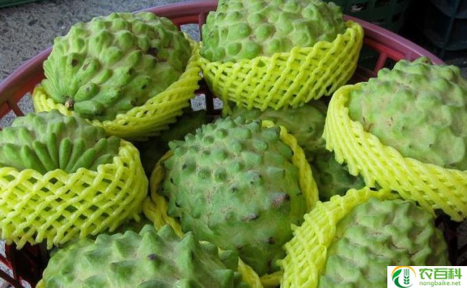 佛手果怎么种植盆栽(佛指果栽培方法）