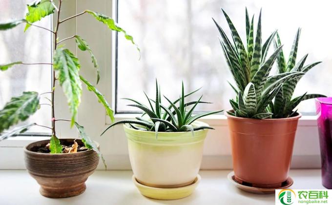室内种植怎么花卉(室内花卉种植技巧简述)
