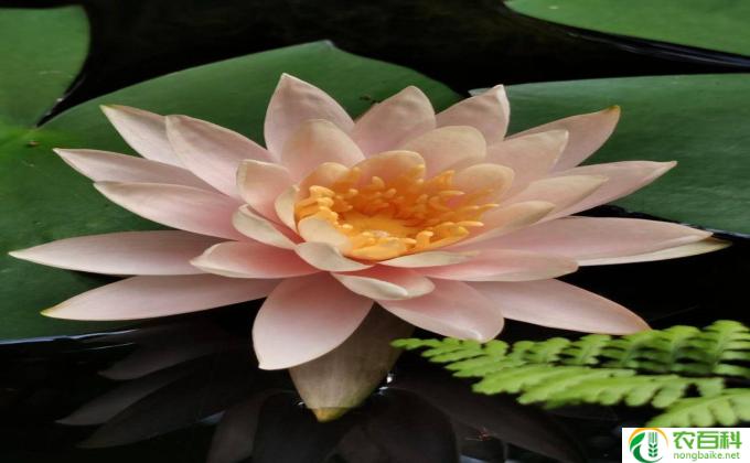 睡莲怎么开花(睡莲开花的方法)