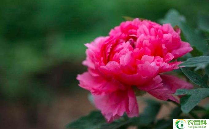 牡丹花黄叶怎么办(黄叶凋零：预防和治理）