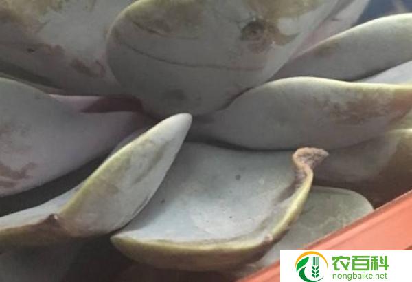 为什么玩生石花最后都退坑（玩家流失的原因）