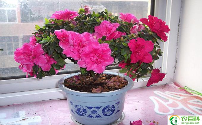 杜鹃花应该怎么养啊(杜鹃花养护技巧）
