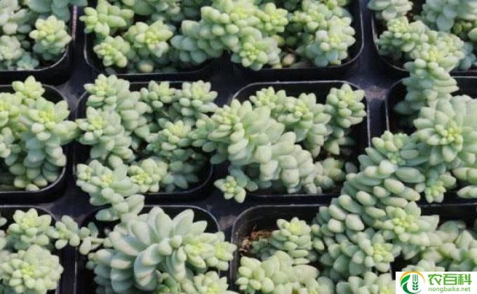 玉缀怎么种(如何种植玉缀）